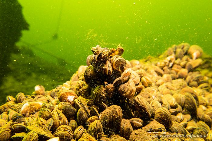 De Lithse Ham, 5-5-2014